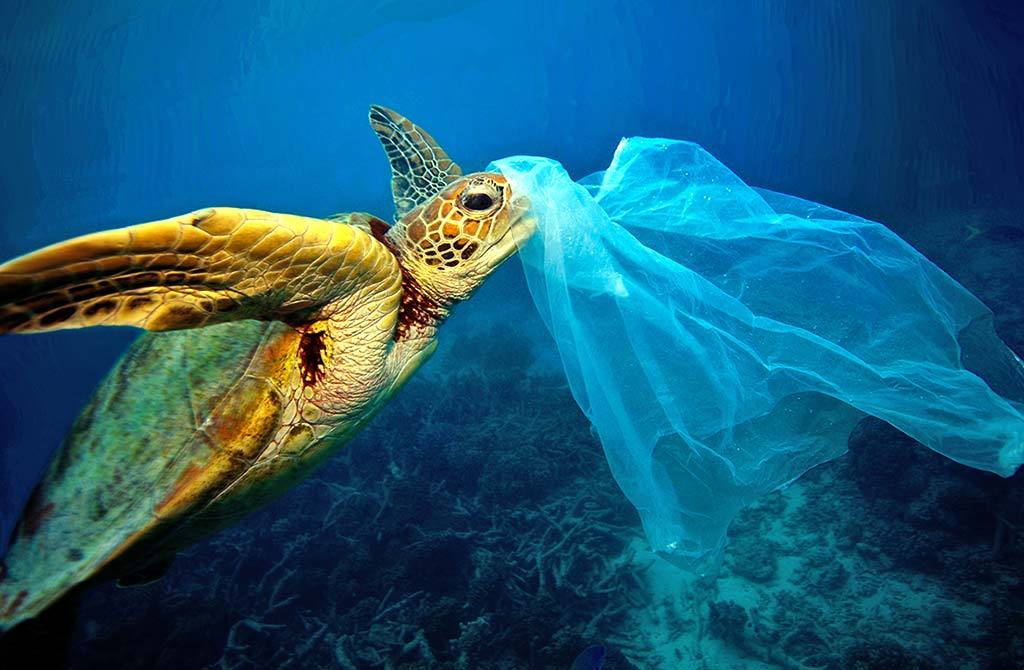 Plastic pollution